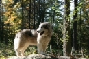 Alaskan Malamute