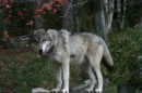 Wolves