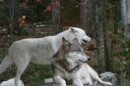 Wolves