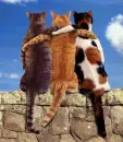 Cool Cats