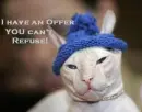 Cool Cat