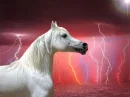 horse