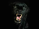 panther