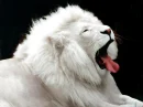 white leo