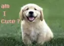  am i cute?