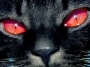 cateyes