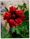 Flower - Geum