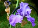 Iris Flower