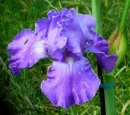 Iris Flower