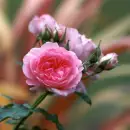 rose pink