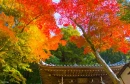 Kyoto, Japan
