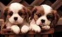 cute dogs 