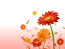 gerbera