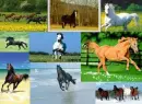 horses collage