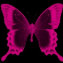 punk pink butterfly