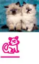 Cutie Kitty Couple