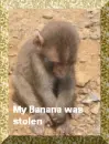 Monkey Sad