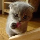 Cute Kitty