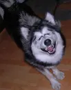 crazy dog