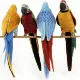 BIRDS