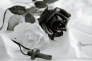 White and black roses
