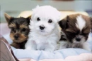 Sweet Little Puppies