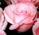 pink rose