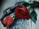 Roses and Chain