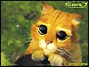 PussNboots