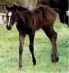 Cute Lil' Pony