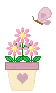 Pink Potted Daisies