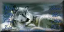 Wolf Contact Table