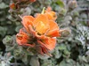 Indian Paintbrush