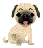 Cute Pug