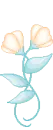 delicate flowers