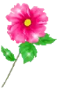 pink flower