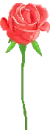 rose