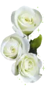 white roses