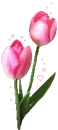 pink tulips