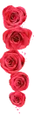 red roses