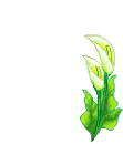 cute flowers