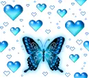 blue butterfly