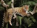 Jaguar In A Tree.