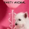 Party Animal!