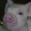 oink oink little piggy