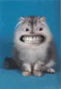 creepy cat