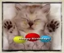 Happy Birthday cat