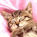Sleeping cat
