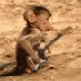 funny monkey