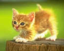 cutie